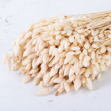 Briza Maxima, Bleached White, 80g Bunch