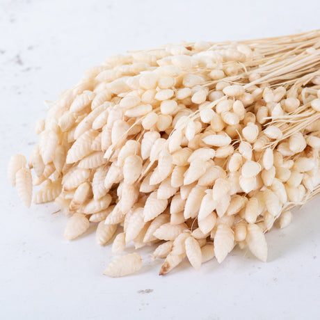 Briza Maxima, Bleached White, 80g Bunch