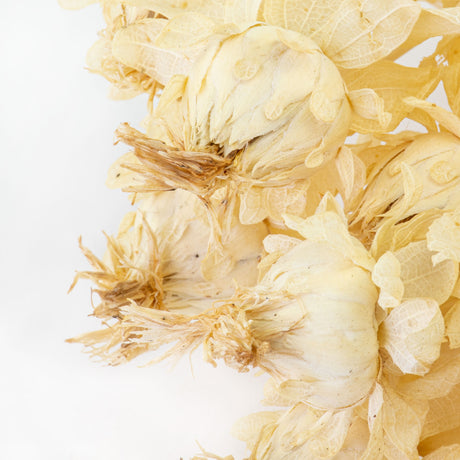 This image shows a bunch of bleached white carthamus against a white background