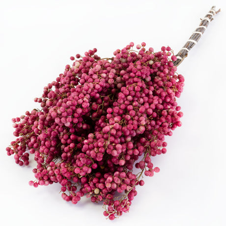 a bunch of pink pepper berry stems against a white background