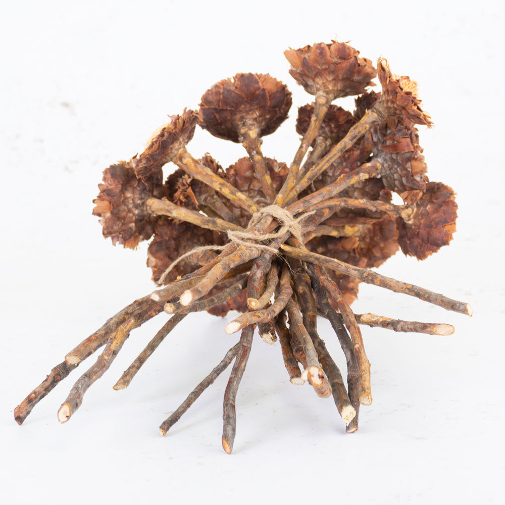 Protea Susanna Rosette, Bunch x 20 Stems