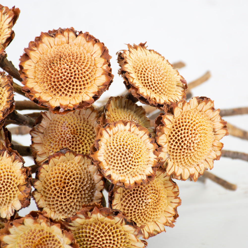 Protea Susanna Rosette, Bunch x 20 Stems