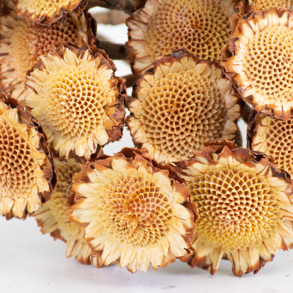 Protea Susanna Rosette, Bunch x 20 Stems