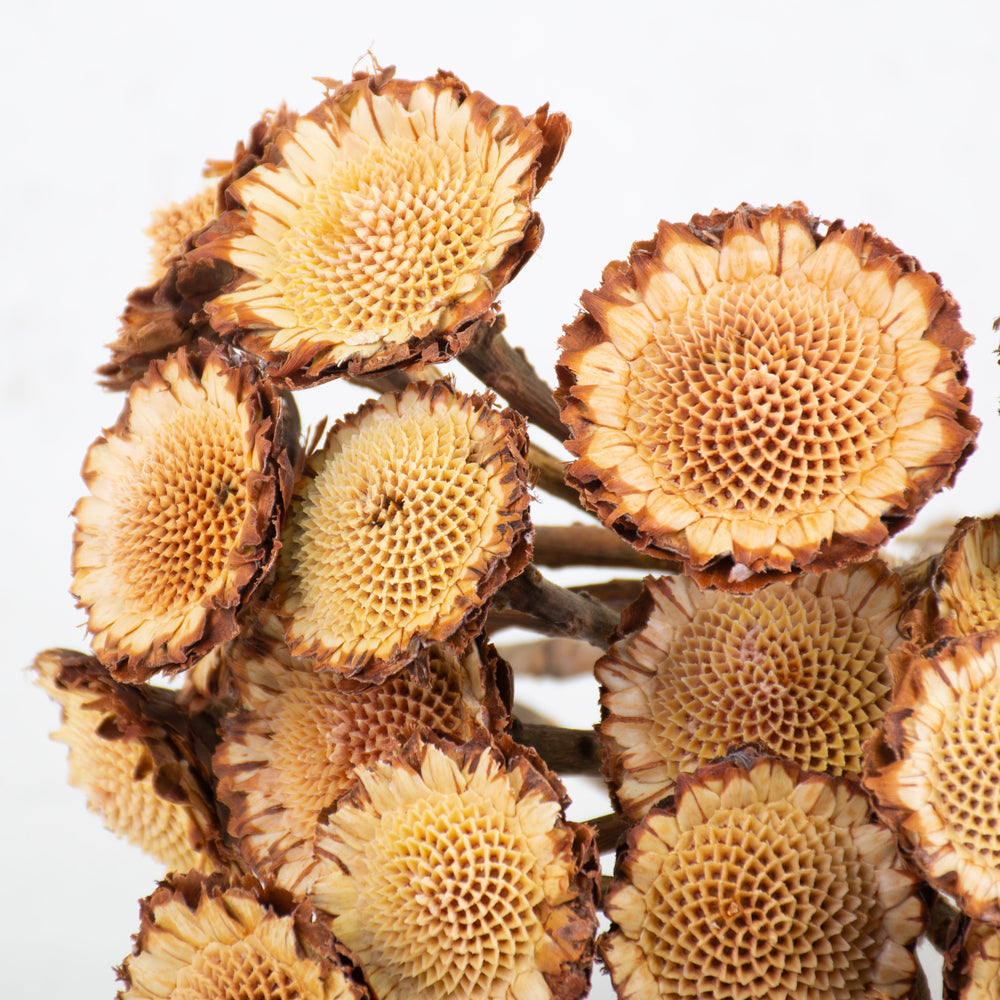 Protea Susanna Rosette, Bunch x 20 Stems