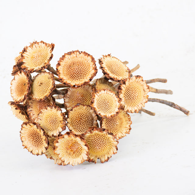 Protea Susanna Rosette, Bunch x 20 Stems