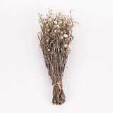 Ammobium, Dried, Natural White, 80g