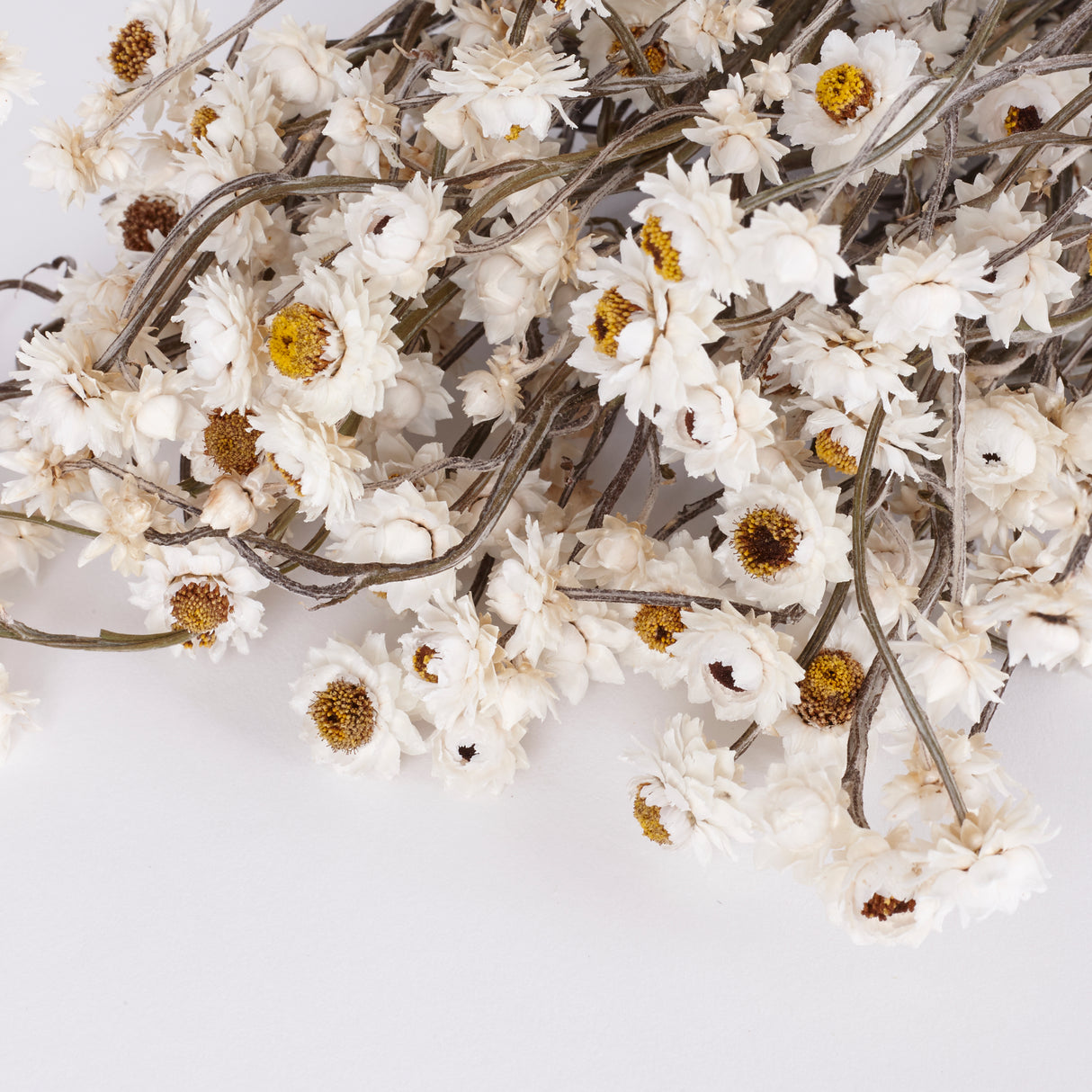 Ammobium, Dried, Natural White, 80g