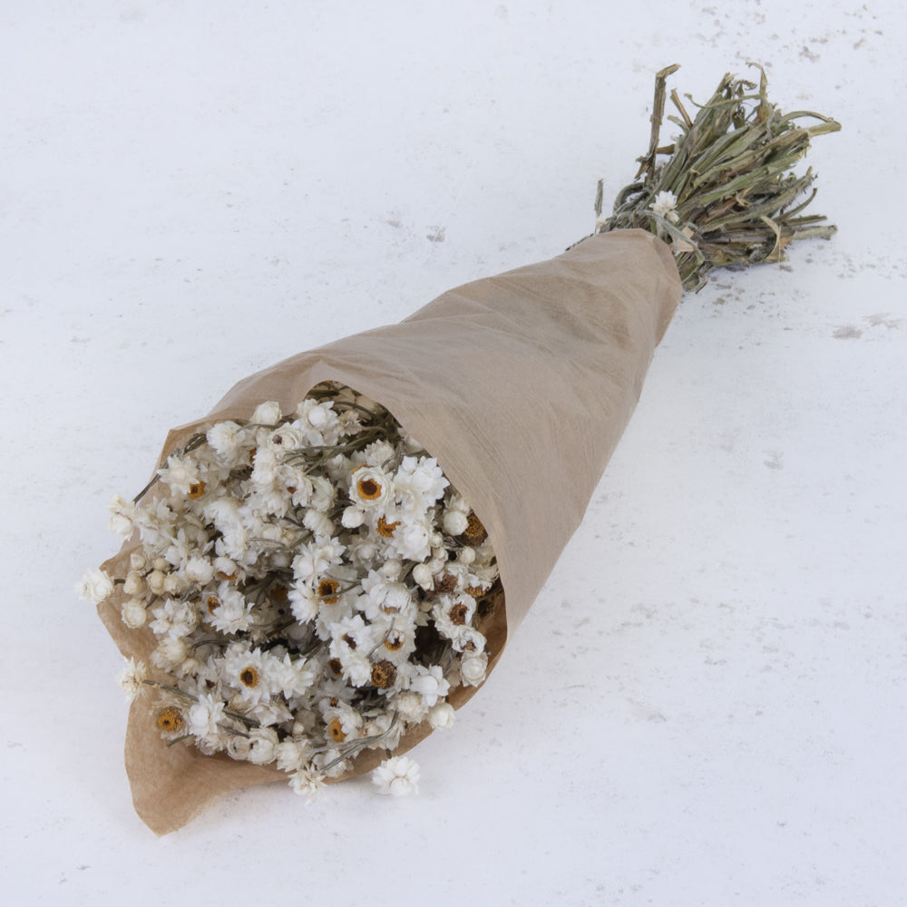 T00707 - Ammobium White