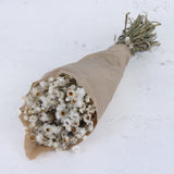 T00707 - Ammobium White