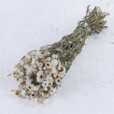 T00707 - Ammobium White
