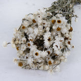 T00707 - Ammobium White