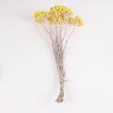 Helichrysum Immortelle, Natural Yellow, 50g