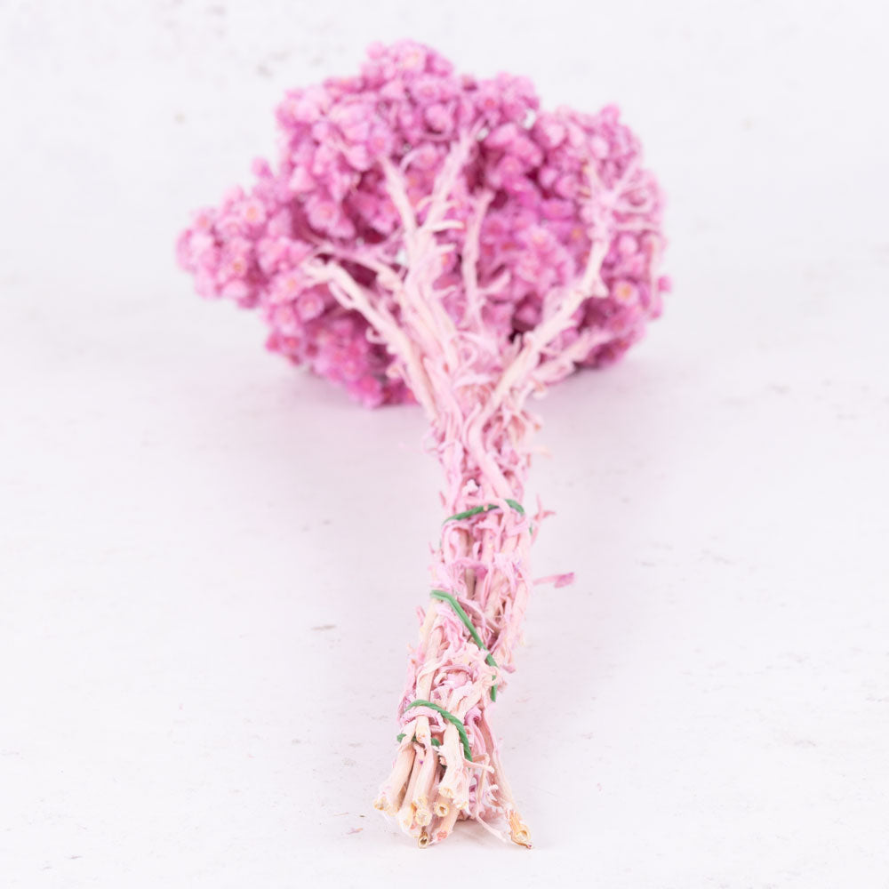 Helichrysum Immortelle, Dyed Lilac, 50g