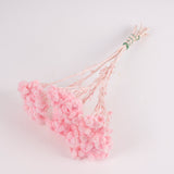 Helichrysum Immortelle, Dried, Dyed Pink, 40g