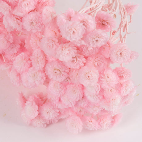 Helichrysum Immortelle, Dried, Dyed Pink, 40g