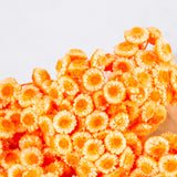 Helichrysum Immortelle, Dried,  Dyed Orange, 40g