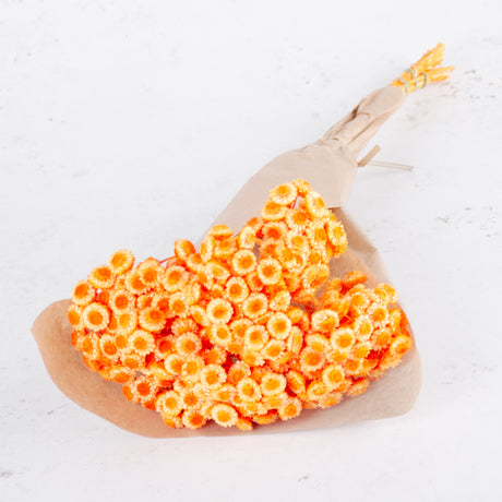 Helichrysum Immortelle, Dried,  Dyed Orange, 40g