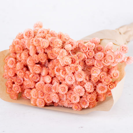 T00709H-Helichrysum-Immortelle_-Dried_--Dyed-Salmon pink_-40g