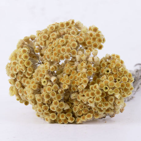 Helichrysum Immortelle, Natural Honey, 50g