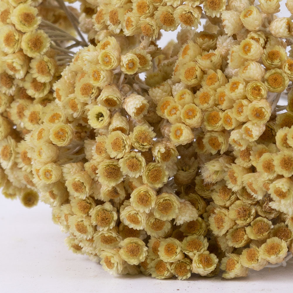Helichrysum Immortelle, Natural Honey, 50g