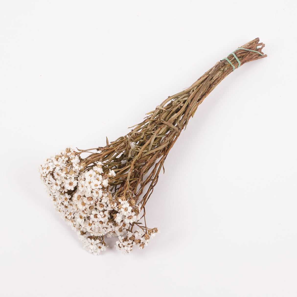 Ixodia, Natural White, 30cm, 10 Stem Bunch