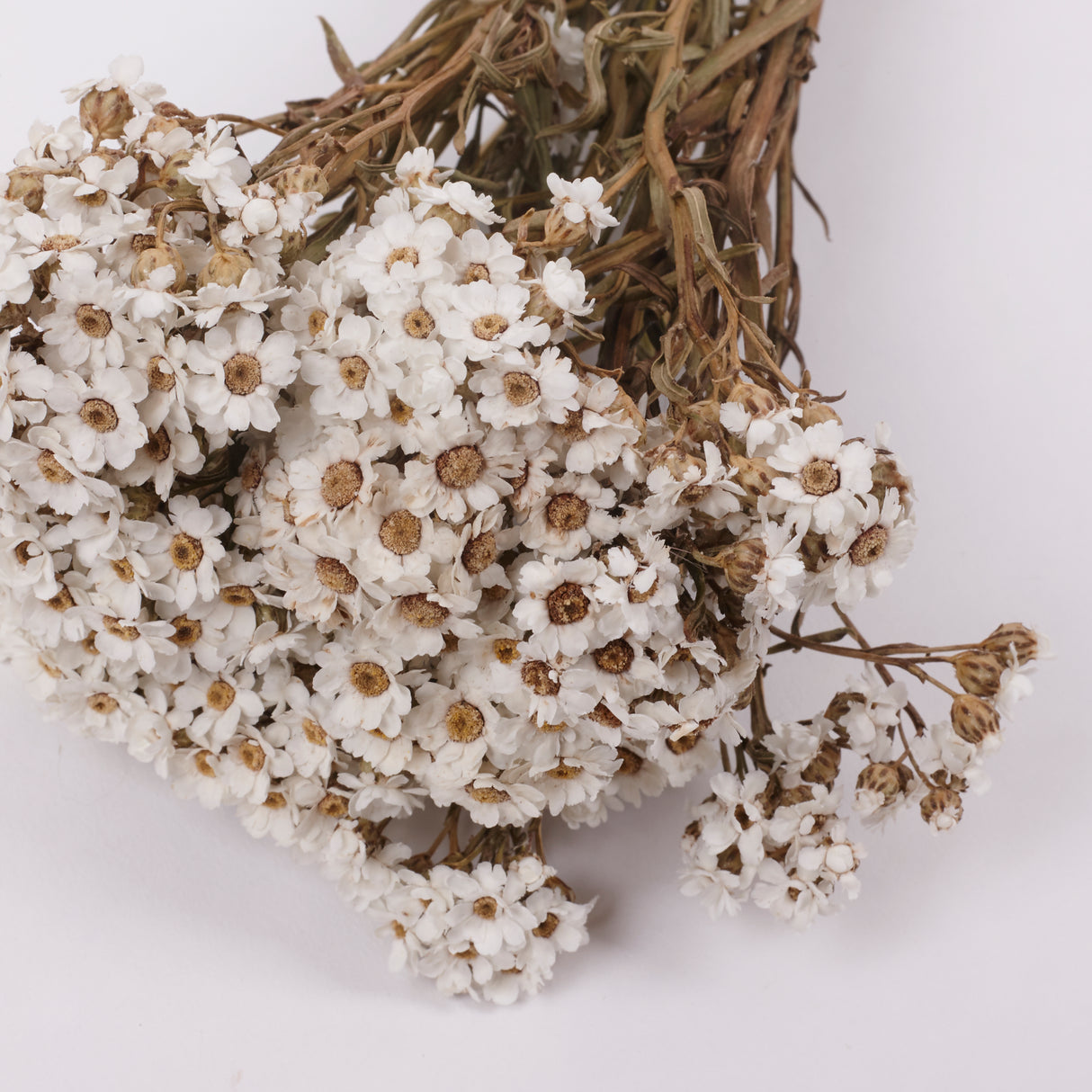 Ixodia, Natural White, 30cm, 10 Stem Bunch