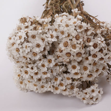 Ixodia, Natural White, 30cm, 10 Stem Bunch