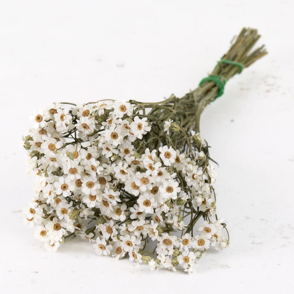 Ixodia, Natural White, 30cm, 10 Stem Bunch