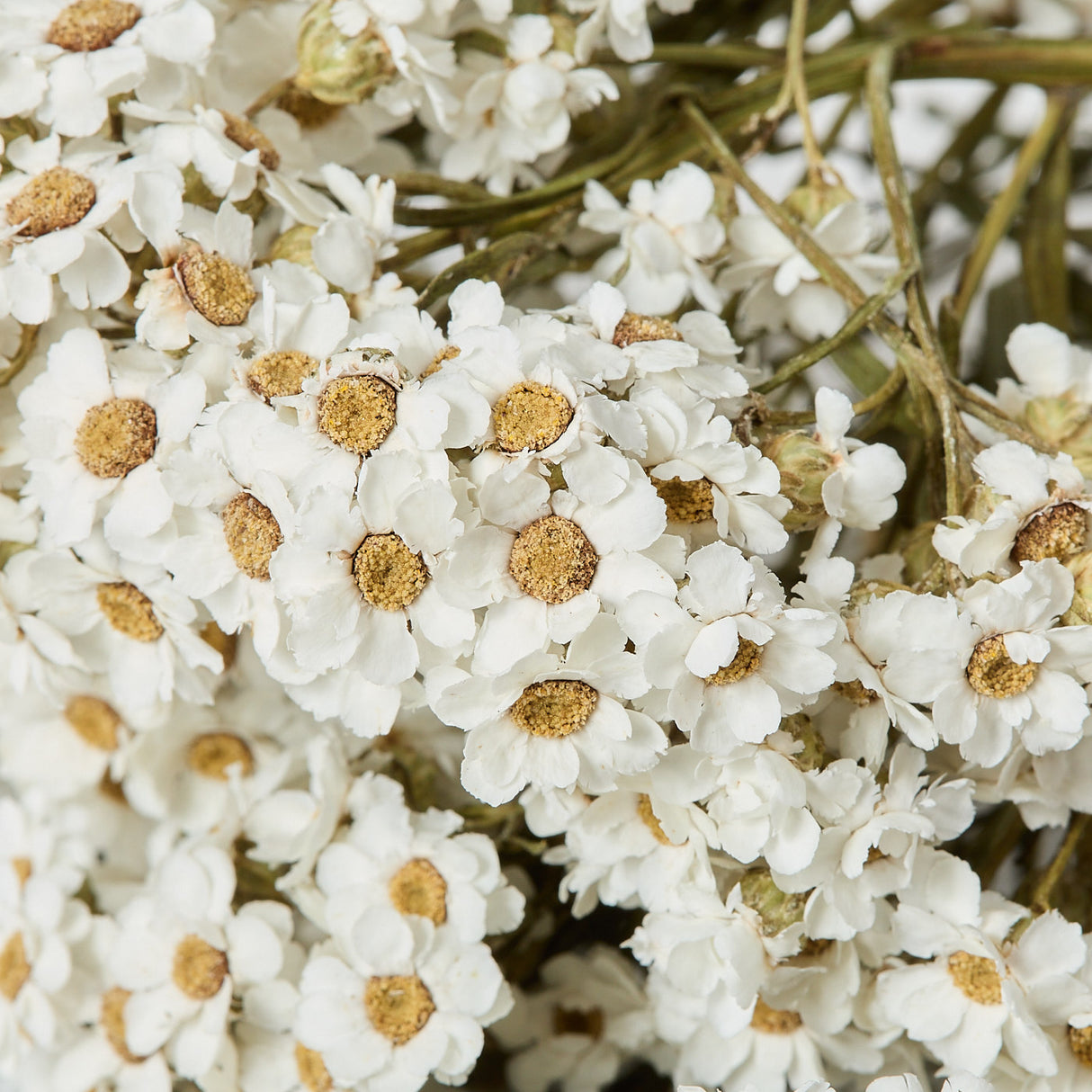 Ixodia, Natural White, 50cm, 10 Stem Bunch