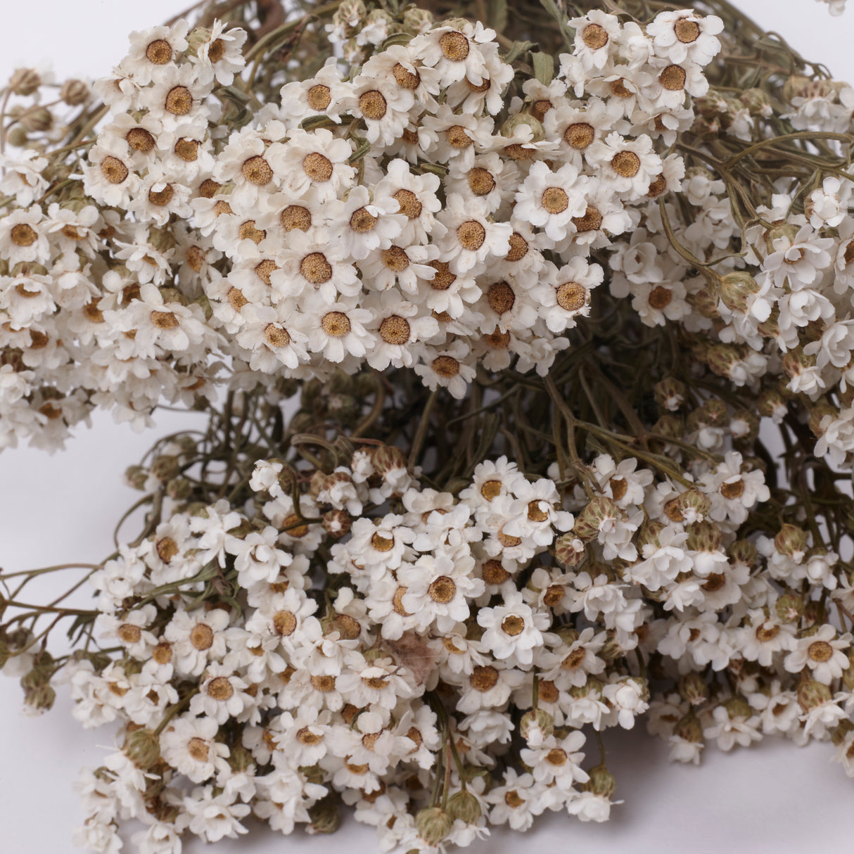 Ixodia, Natural White, 50cm, 10 Stem Bunch