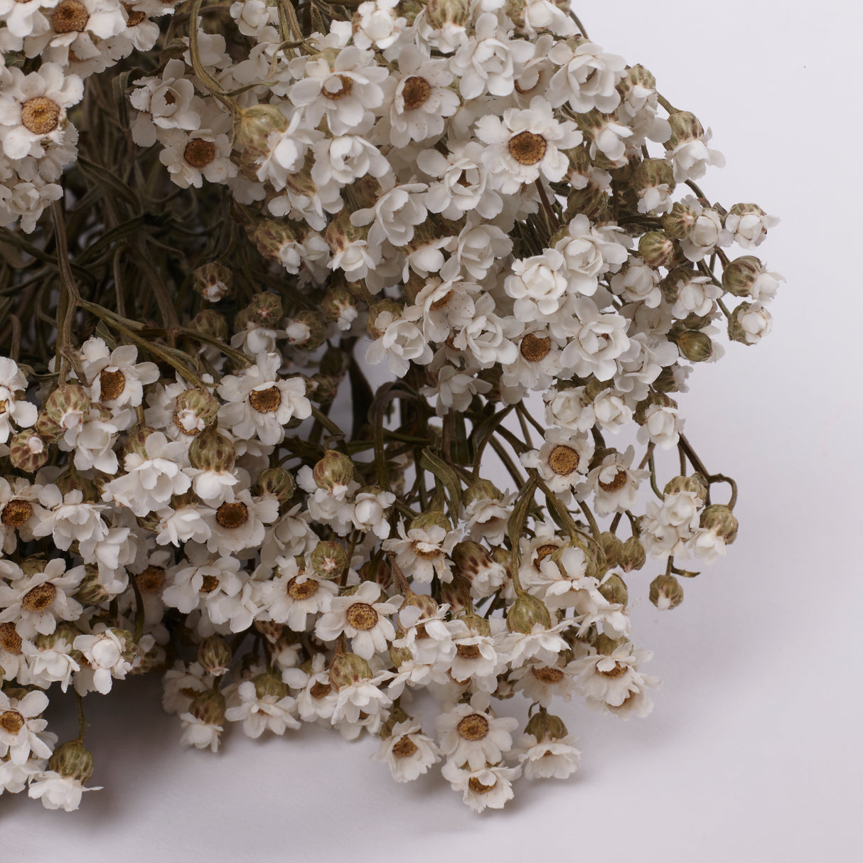 Ixodia, Natural White, 50cm, 10 Stem Bunch