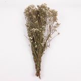 Ixodia, Natural White, 50cm, 10 Stem Bunch