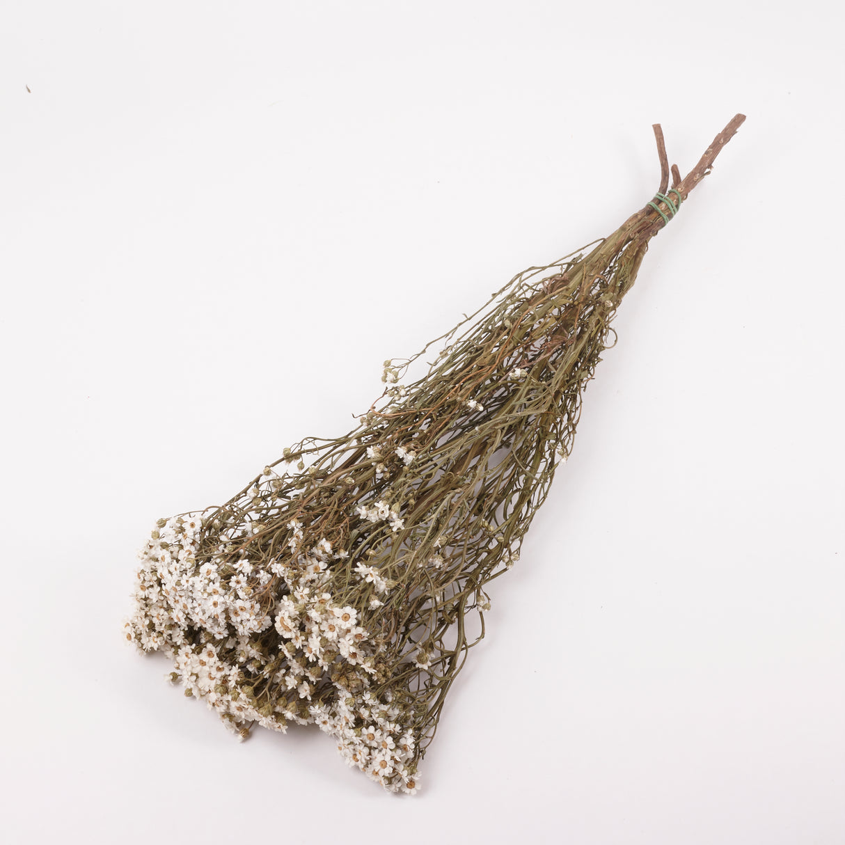 Ixodia, Natural White, 60cm, 5 stem bunch