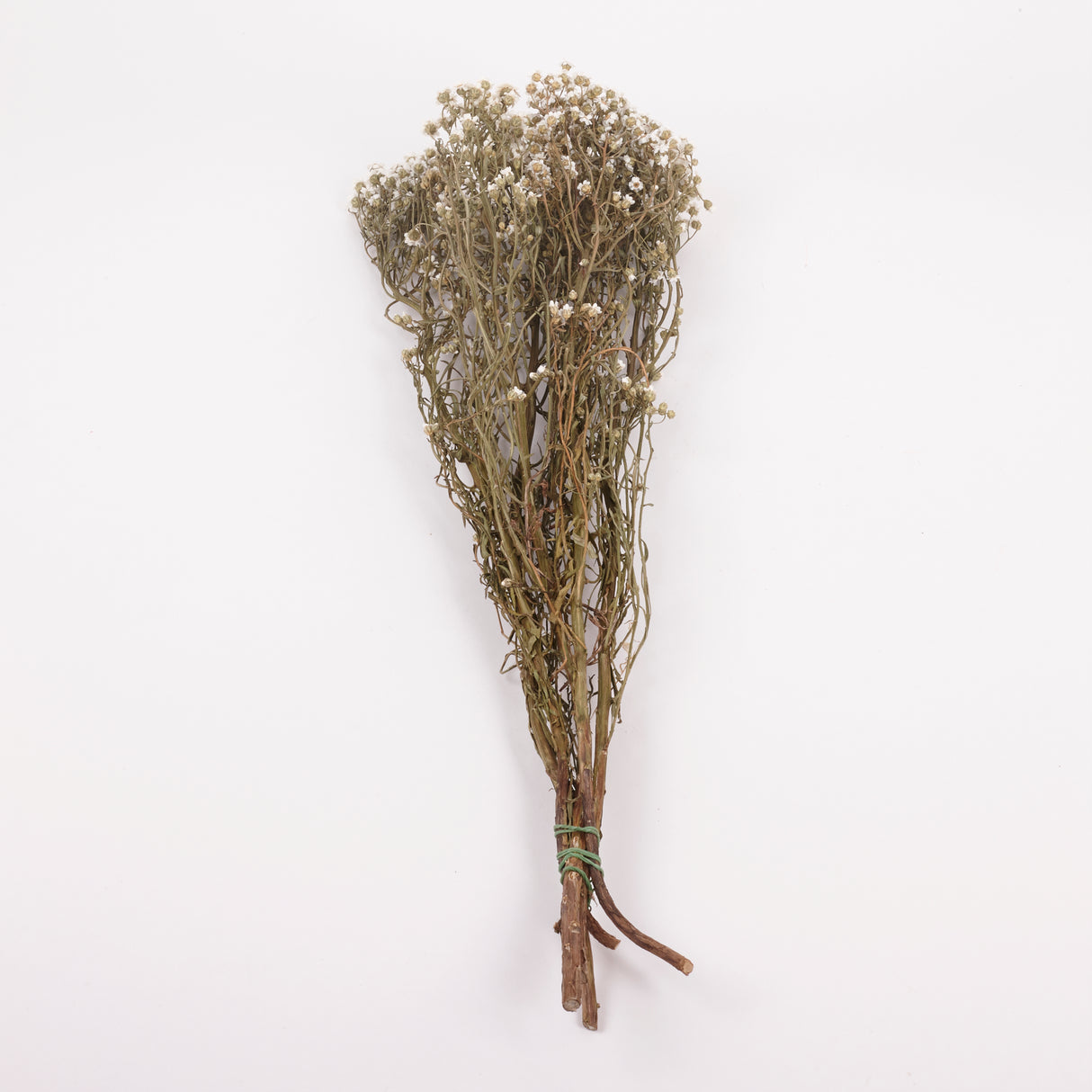 Ixodia, Natural White, 60cm, 5 stem bunch