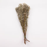 Ixodia, Natural White, 60cm, 5 stem bunch