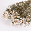 Image shows a bunch of dainty dried ixodia flowers, daisy like in appearance they have white petals and yellow centres.  The bunch is 60cm long and there are 5 stems to a bunch.  There are multiple flowers on each stem.