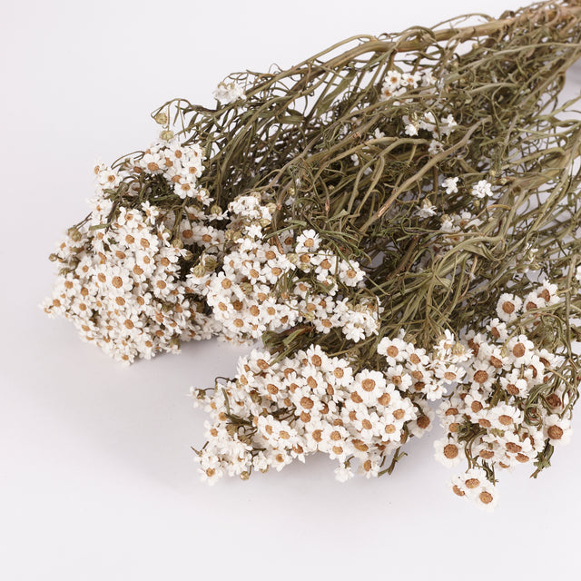 Image shows a bunch of dainty dried ixodia flowers, daisy like in appearance they have white petals and yellow centres.  The bunch is 60cm long and there are 5 stems to a bunch.  There are multiple flowers on each stem.