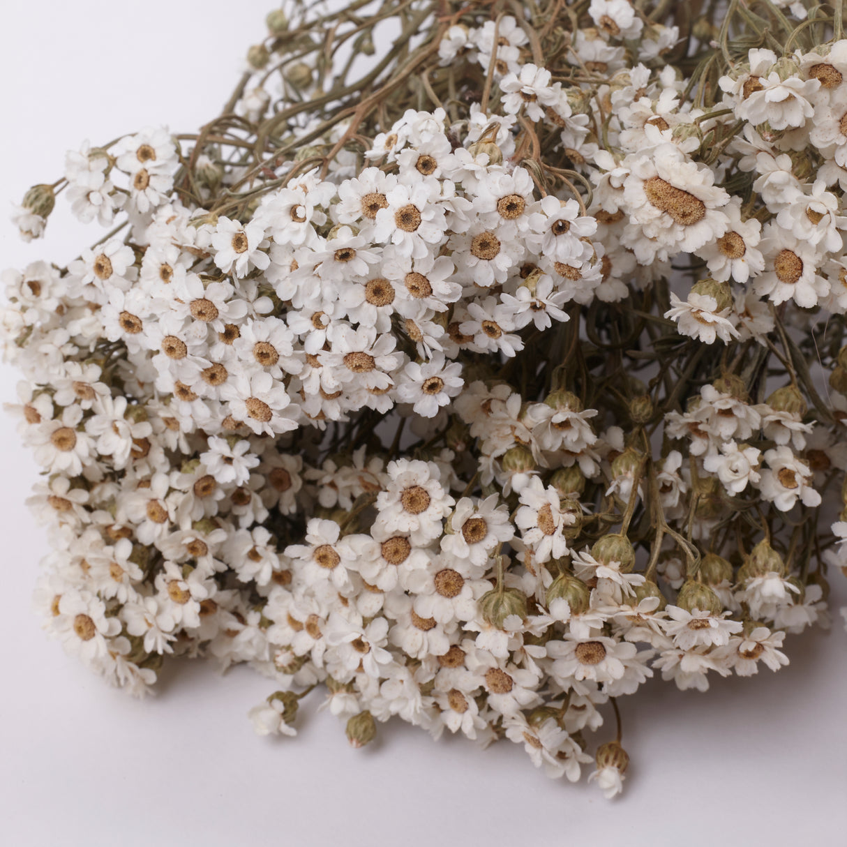 Ixodia, Natural White, 60cm, 5 stem bunch