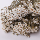 Ixodia, Natural White, 60cm, 5 stem bunch