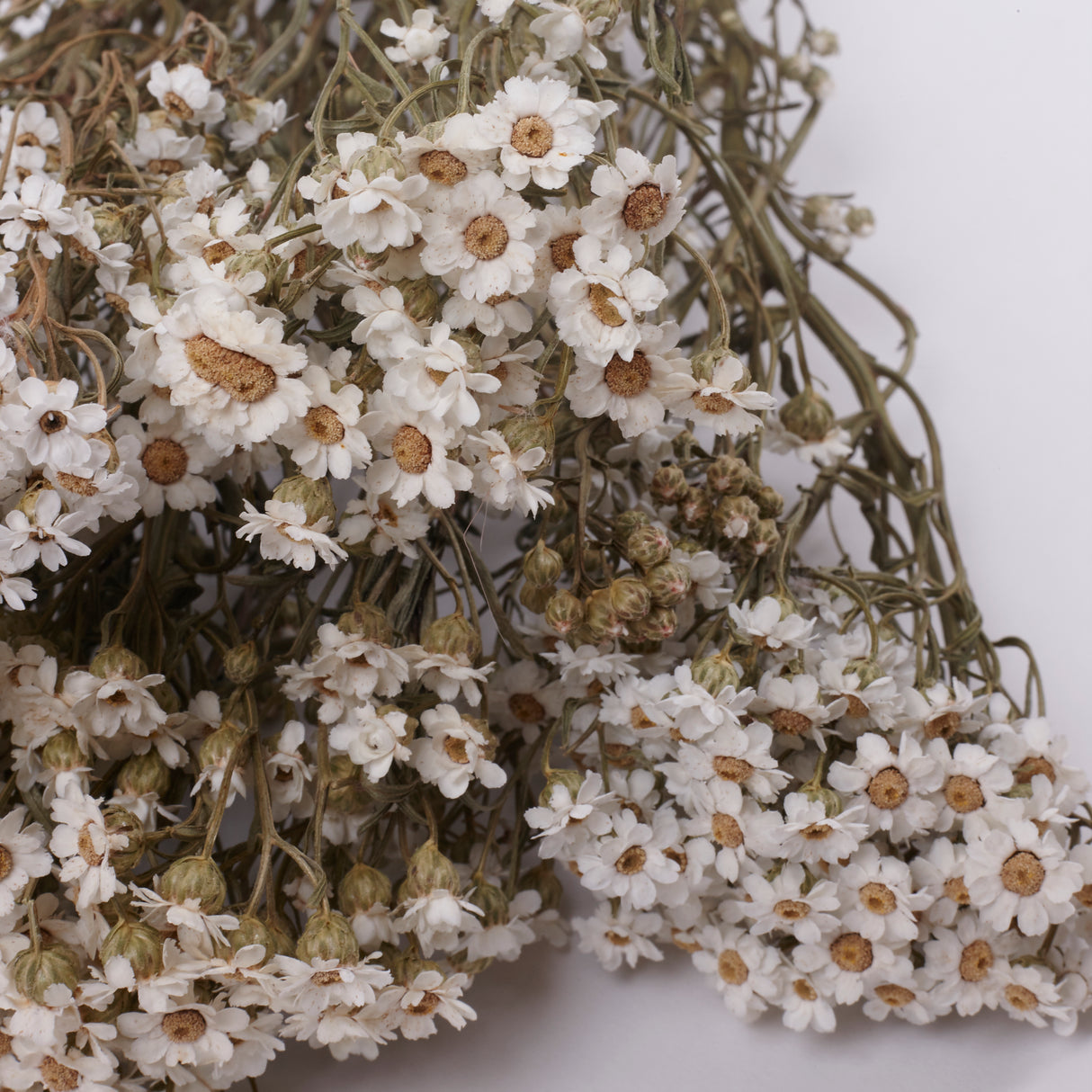 Ixodia, Natural White, 60cm, 5 stem bunch