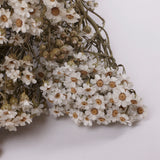 Ixodia, Natural White, 60cm, 5 stem bunch