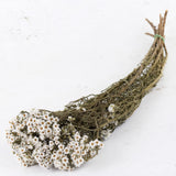 Ixodia, Natural White, 60cm, 10 Stem Bunch