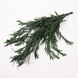 Eucalyptus Nicoli, Preserved, Green, 150g
