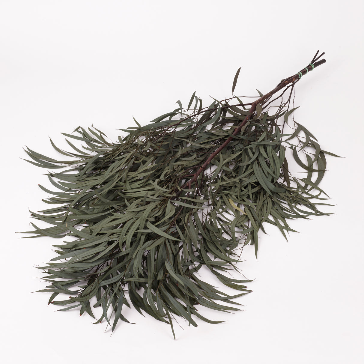 Eucalyptus Nicoli, Preserved, Dark Green, 150g
