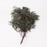 Eucalyptus Nicoli, Preserved, Dark Green, 150g
