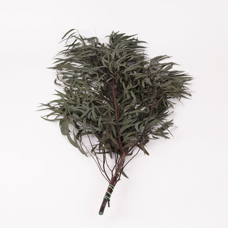 Eucalyptus Nicoli, Preserved, Dark Green, 150g