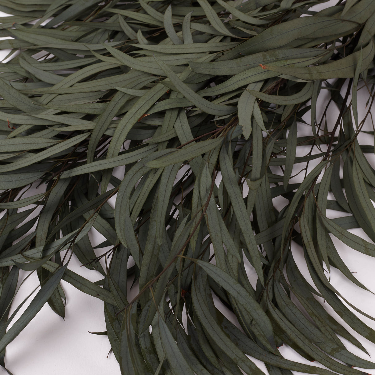 Eucalyptus Nicoli, Preserved, Dark Green, 150g