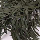 Eucalyptus Nicoli, Preserved, Dark Green, 150g