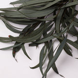Eucalyptus Nicoli, Preserved, Dark Green, 150g