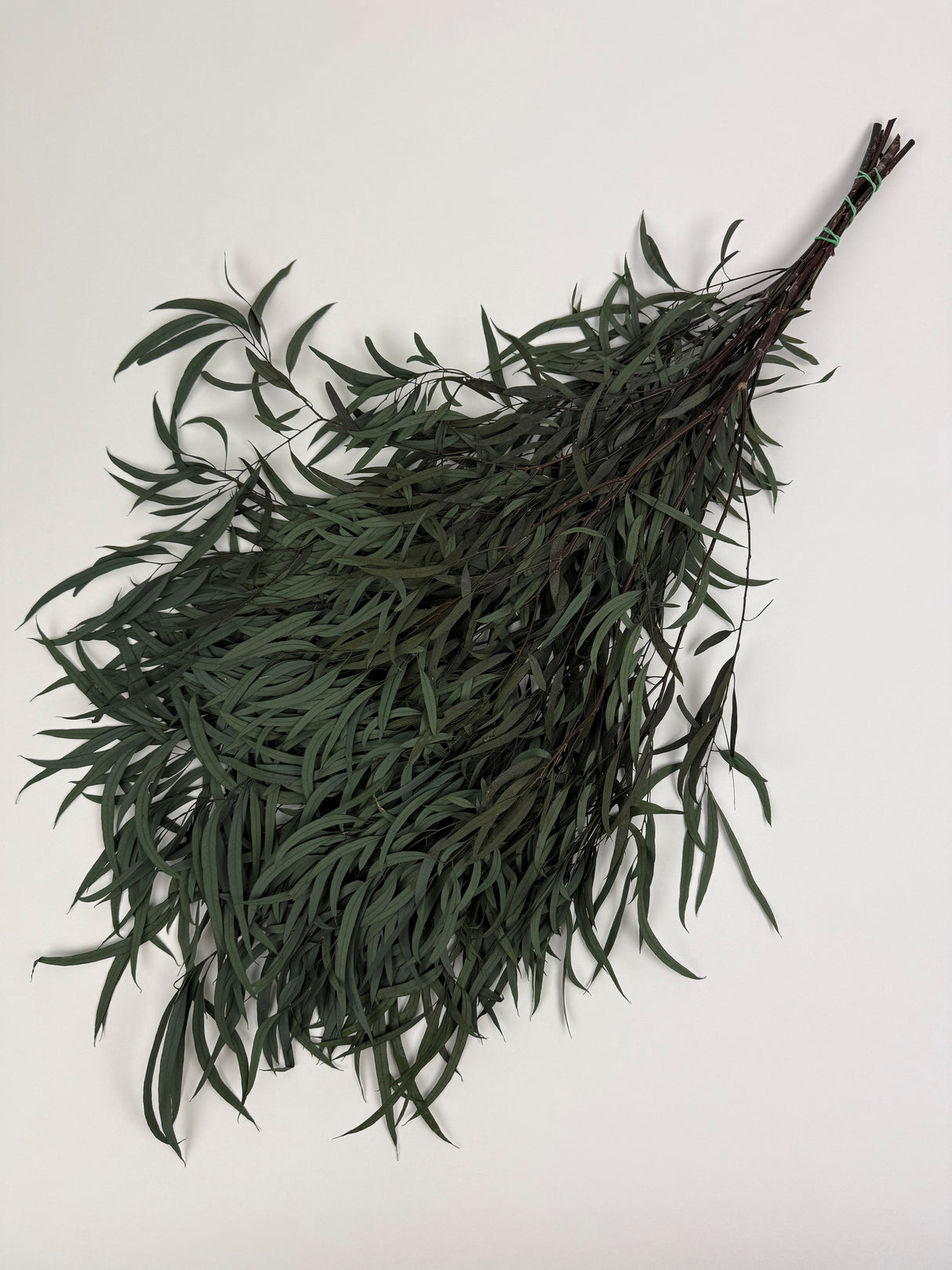 Eucalyptus Nicoli, Preserved, Dark Green, 150g